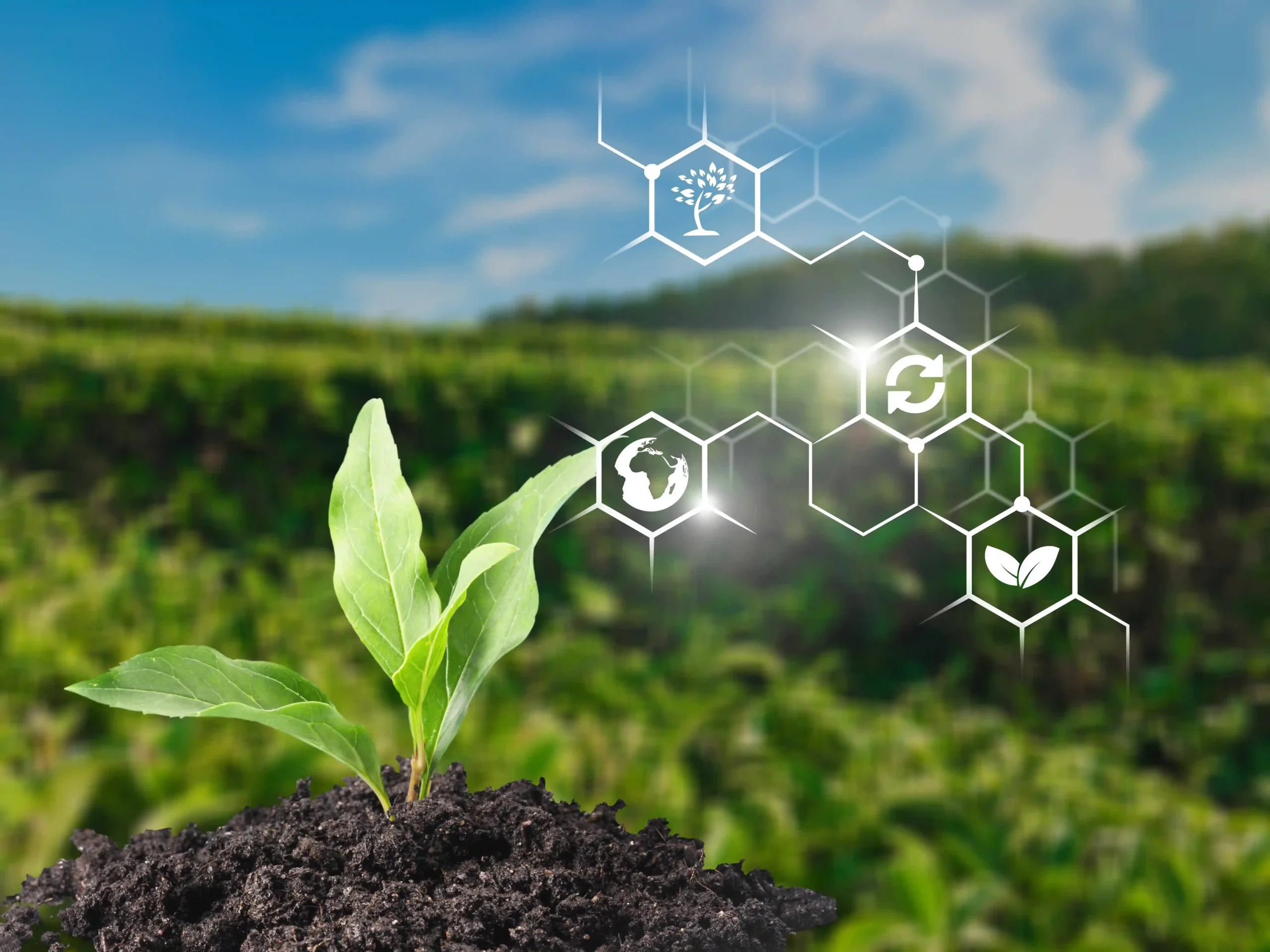 Crop Nutrition